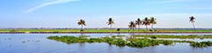 Kuttanadu-paddy-fields