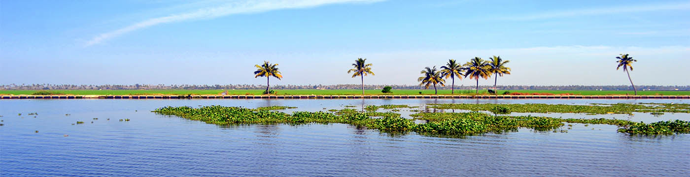 Kuttanadu-paddy-fields